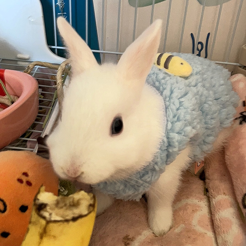سترة دافئة للحيوانات الصغيرة ف - مراجعة Winter Clothing Newborn وسعره