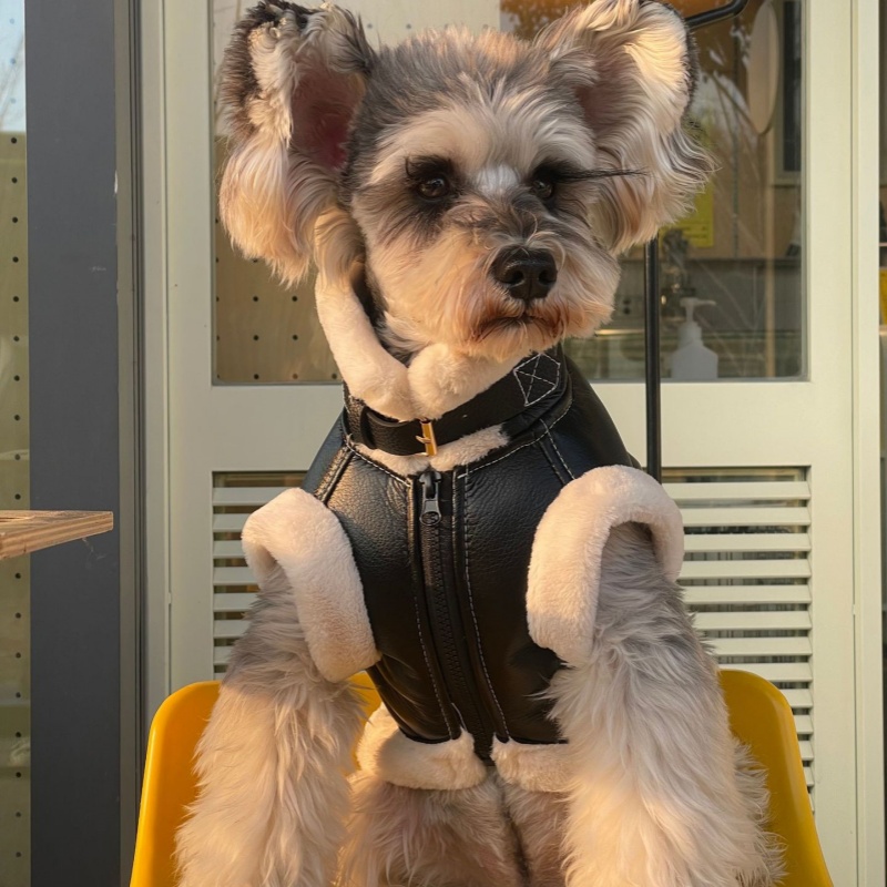 الحيوانات الأليفة الخريف الشتا - مراجعة Winter Clothing For Dogs وسعره